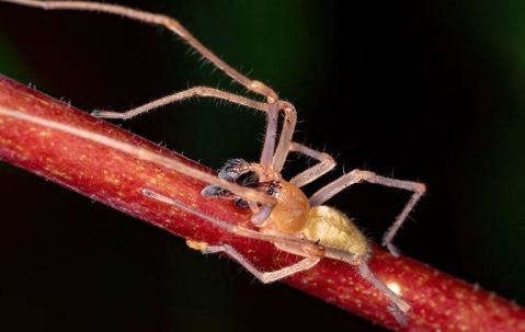 Yellow Sac Spider crawling on a red stem.