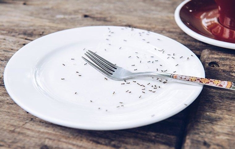 Colony of ants swarming an empty plate with a fork on top.
