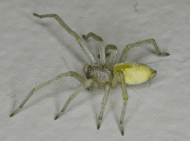 Yellow Sac Spider crawling on the floor.