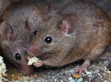 Mice eating bread crumbs.