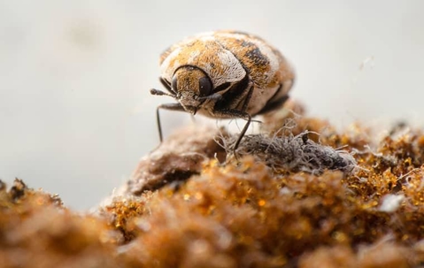 Beetle crawling along fibers.