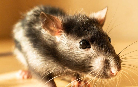 Norway Rat crawling.