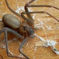 Large Brown Recluse Spider crawling on a web covered surface.