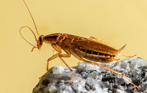 German Cockroach perched on a countertop.