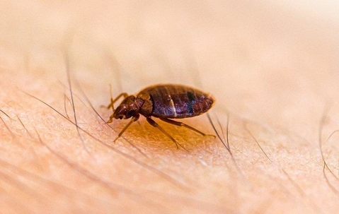 Bed bug crawling on someone's skin.