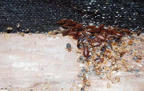 Massive bed bug infestation.