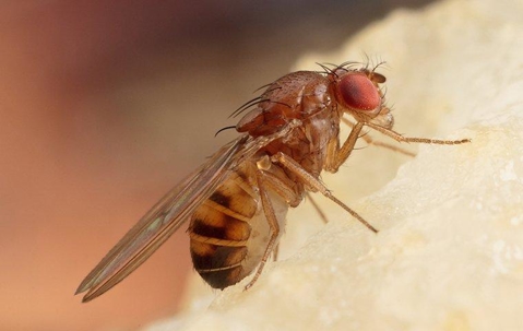 Fruit fly crawling on a fruit.