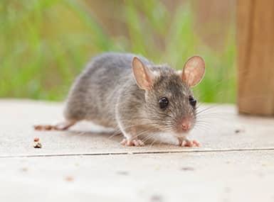 Small gray rodent on the floor.