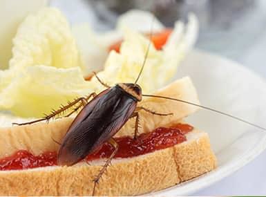 Large cockroach crawling on a plate of food.