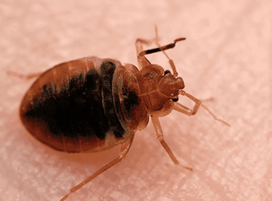 Bed bug crawling on someone's skin.