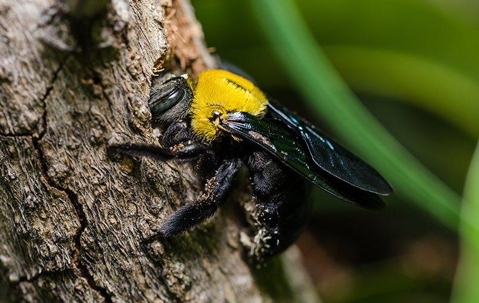 Carpenter Bee tunneling into wood.