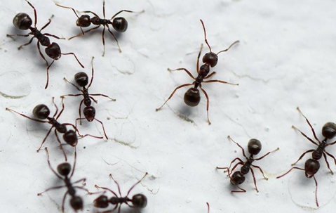 Ants on a dirty floor.
