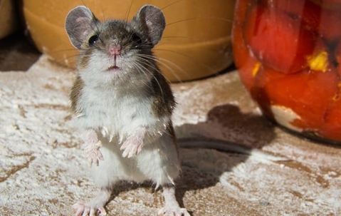 House mouse standing on its hind legs inside someone's pantry.
