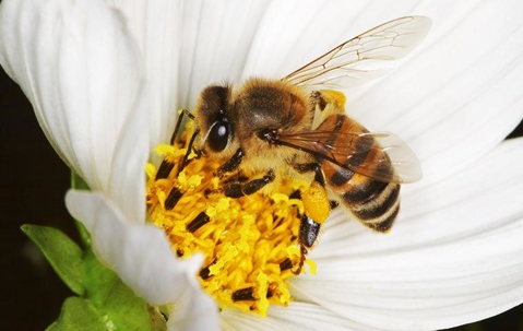 Honey bee drinking nectar from a flower.