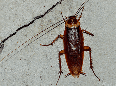 Cockroach on a wall.