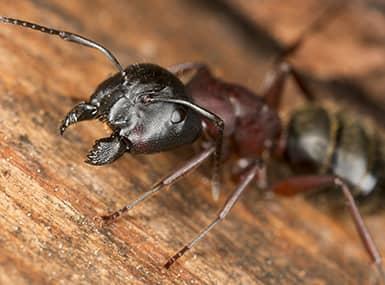 Carpenter Ant about to chomp on wood.