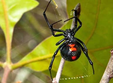 Black Widow Spider spins its web on a tree.