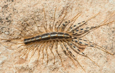 House centipede crawling on a rock surface.
