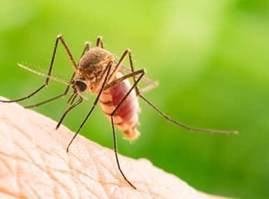 Mosquito bites someone's skin and fills its abdomen with blood.