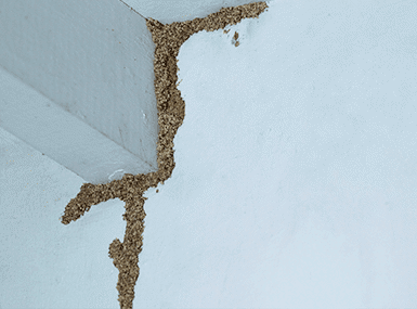 Termite infested mud tube on a ceiling.