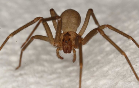 Brown Recluse Spider crawling on a white surface.