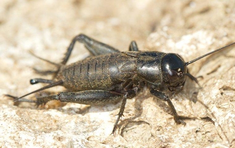Field cricket crawling on the ground.