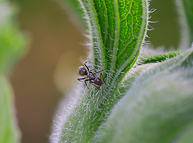 Odorous house ant on a plant.