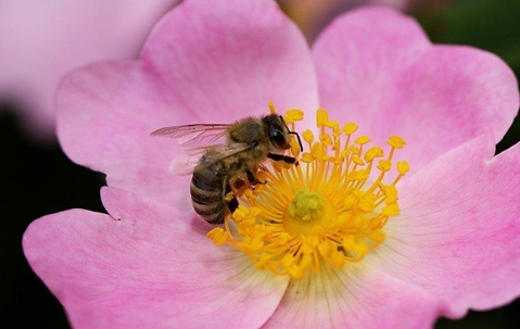 Honey bee pollinating a flower.