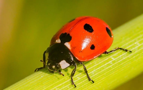 Red Lady Bug crawling on a green stalk.