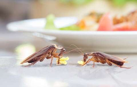 Two cockroaches eating crumbs off the table near a plate of food.