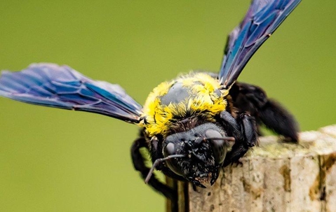 Carpenter bee landing on wood.