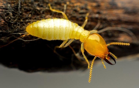 Yellow termite on rotten wood.