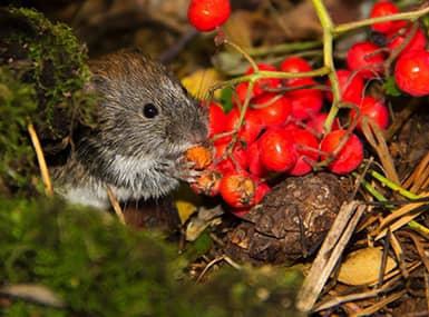 Meadow Vole eating berries on the ground.