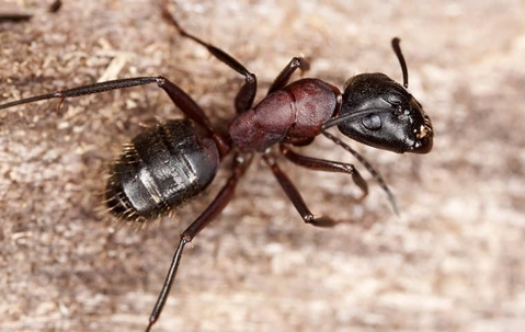 Carpenter Ant crawling on wood.