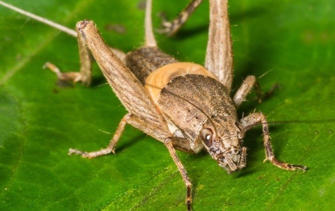 Field cricket on a leaf.