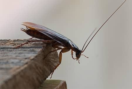 American Cockroach crawling on a wooden tabletop.