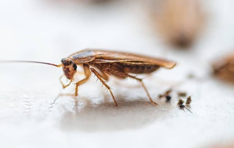 German Cockroach crawling on a white granite kitchen counter top.