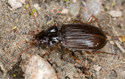 Ground beetle crawling on dirt.