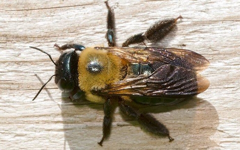 Carpenter Bee crawling on wood.