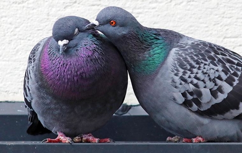 Two pigeons snuggling together.