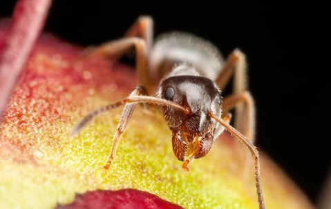 Pharaoh Ant on a fruit.