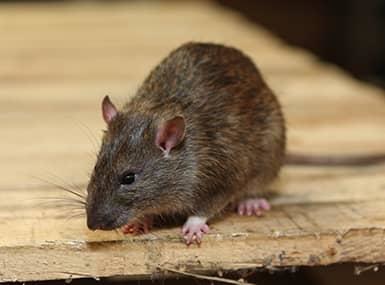 Rat on a wooden board.