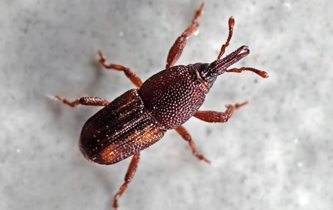 Red Tinted Rice Weevil crawling in a pantry.