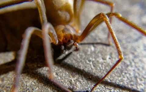 Brown Recluse Spider crawling on the floor.