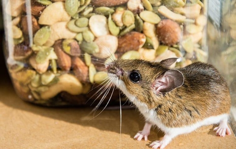 Brown mouse looking at a jar of mixed nuts inside a pantry.