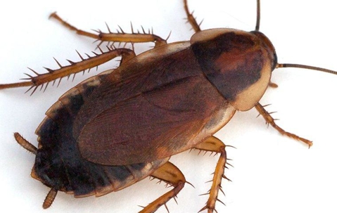 Wood cockroach crawling on a tile floor.