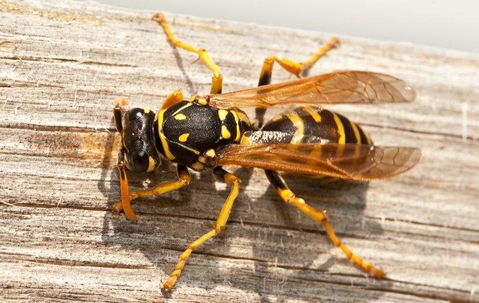Yellowjacket Wasp crawling on a wooden surface.