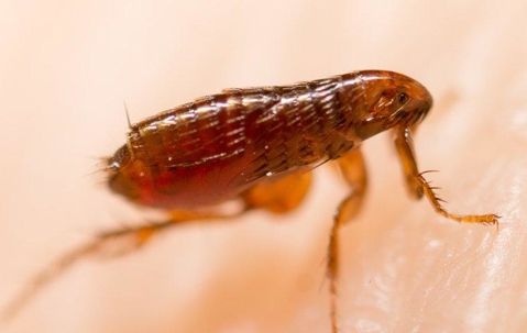 Flea crawling on someone's skin.