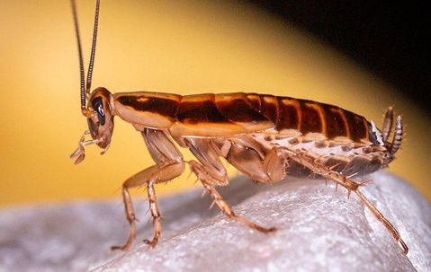 German Cockroach crawling on a rock.