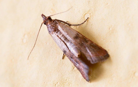 Indian Meal Moth crawling in a cabinet.